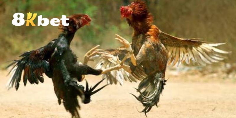 Đá Gà 8KBET – Đấu Trường Đỉnh Cao Của Những Thần Kê 2 Các ưu điểm nổi bật của sảnh đá gà 8KBET đỉnh cao