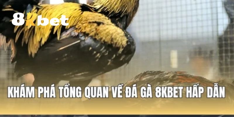 Đá Gà 8KBET – Đấu Trường Đỉnh Cao Của Những Thần Kê 1 Giới thiệu sảnh đá gà 8KBET