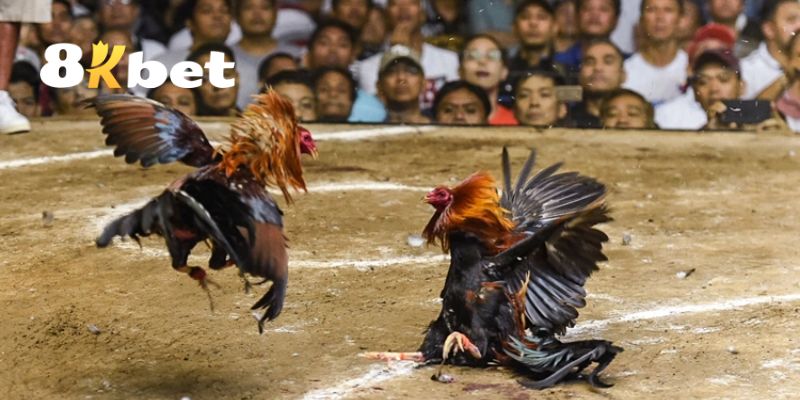 Đá Gà 8KBET – Đấu Trường Đỉnh Cao Của Những Thần Kê 3 Khám phá những loại hình đá gà hấp dẫn tại 8KBET