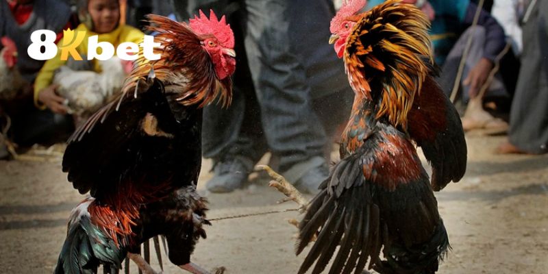 Đá Gà 8KBET – Đấu Trường Đỉnh Cao Của Những Thần Kê 4 Những lưu ý quan trọng khi tham gia cá cược đá gà 8KBET